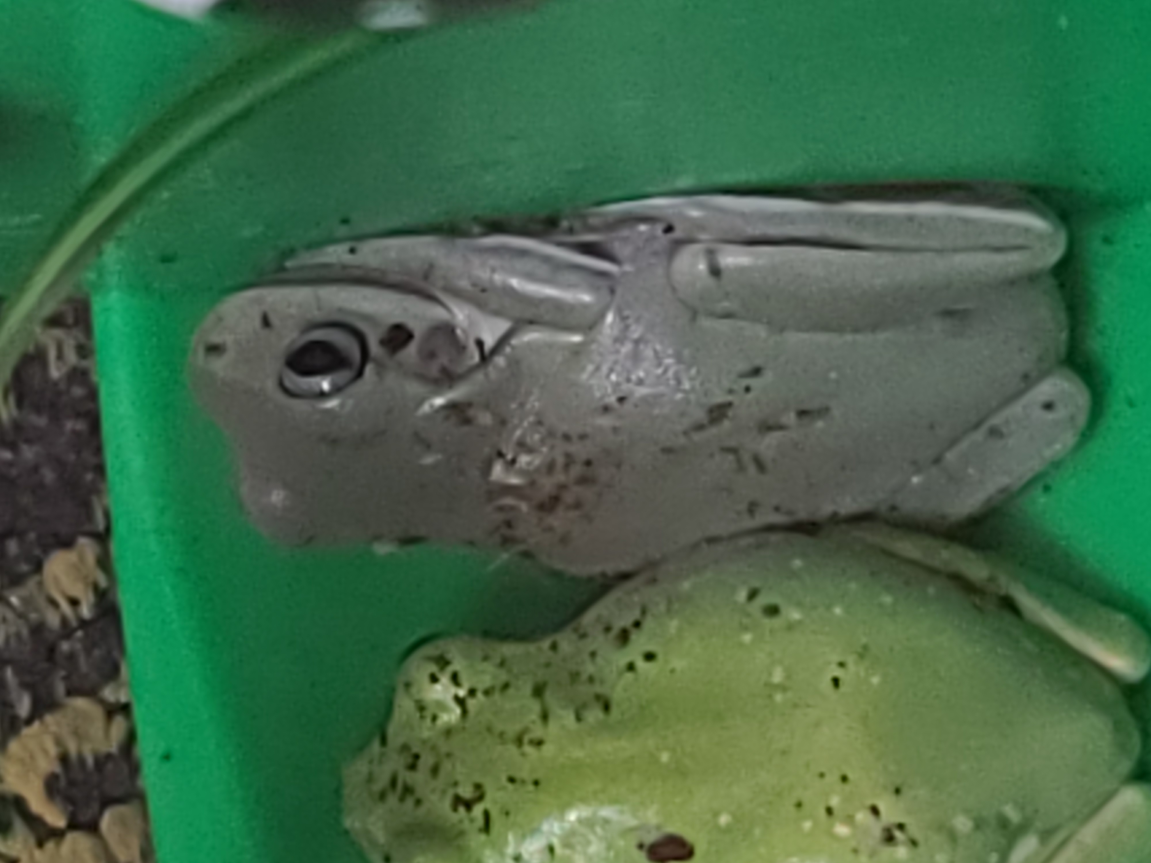 Frog Image