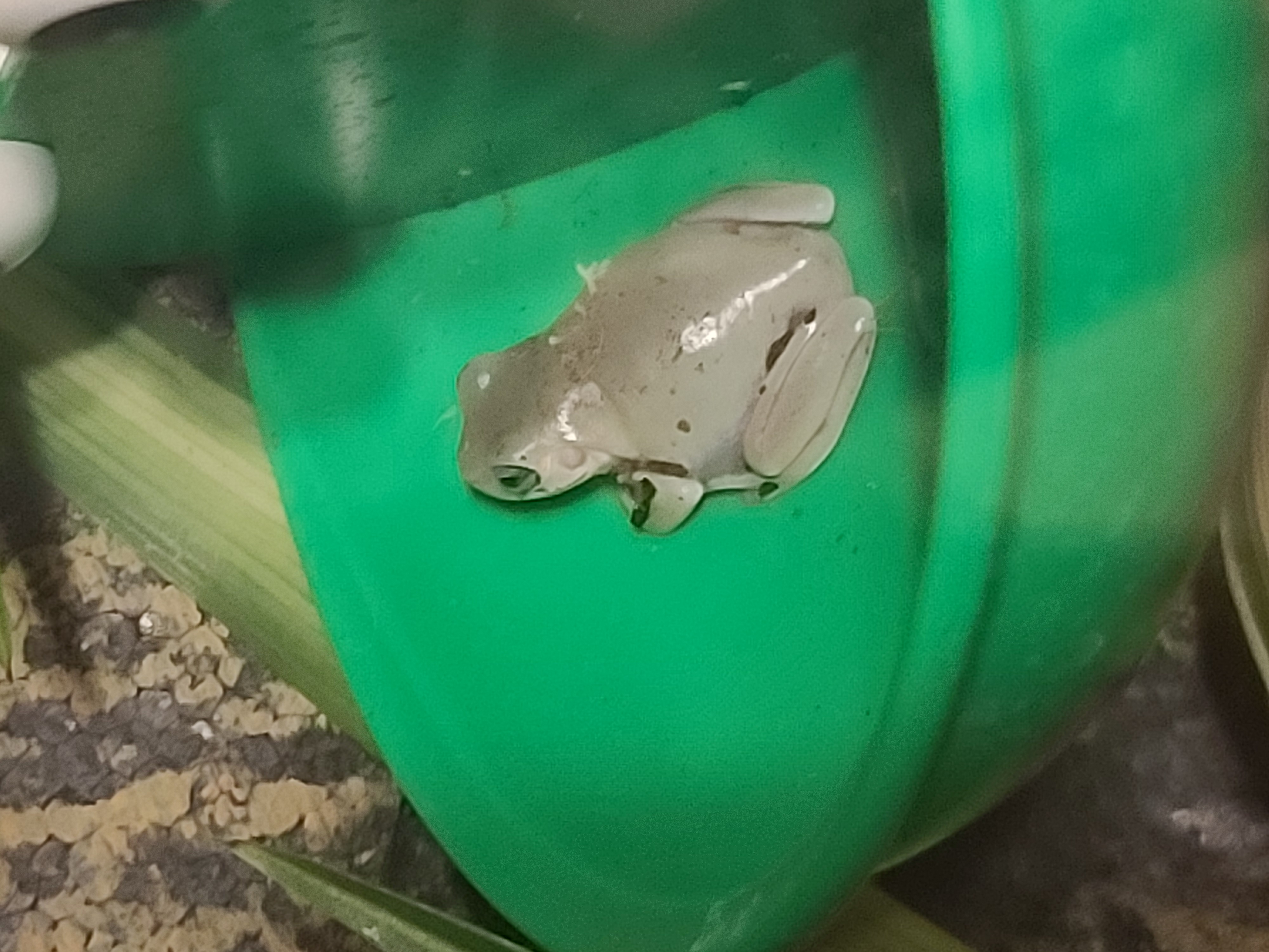 Frog Image