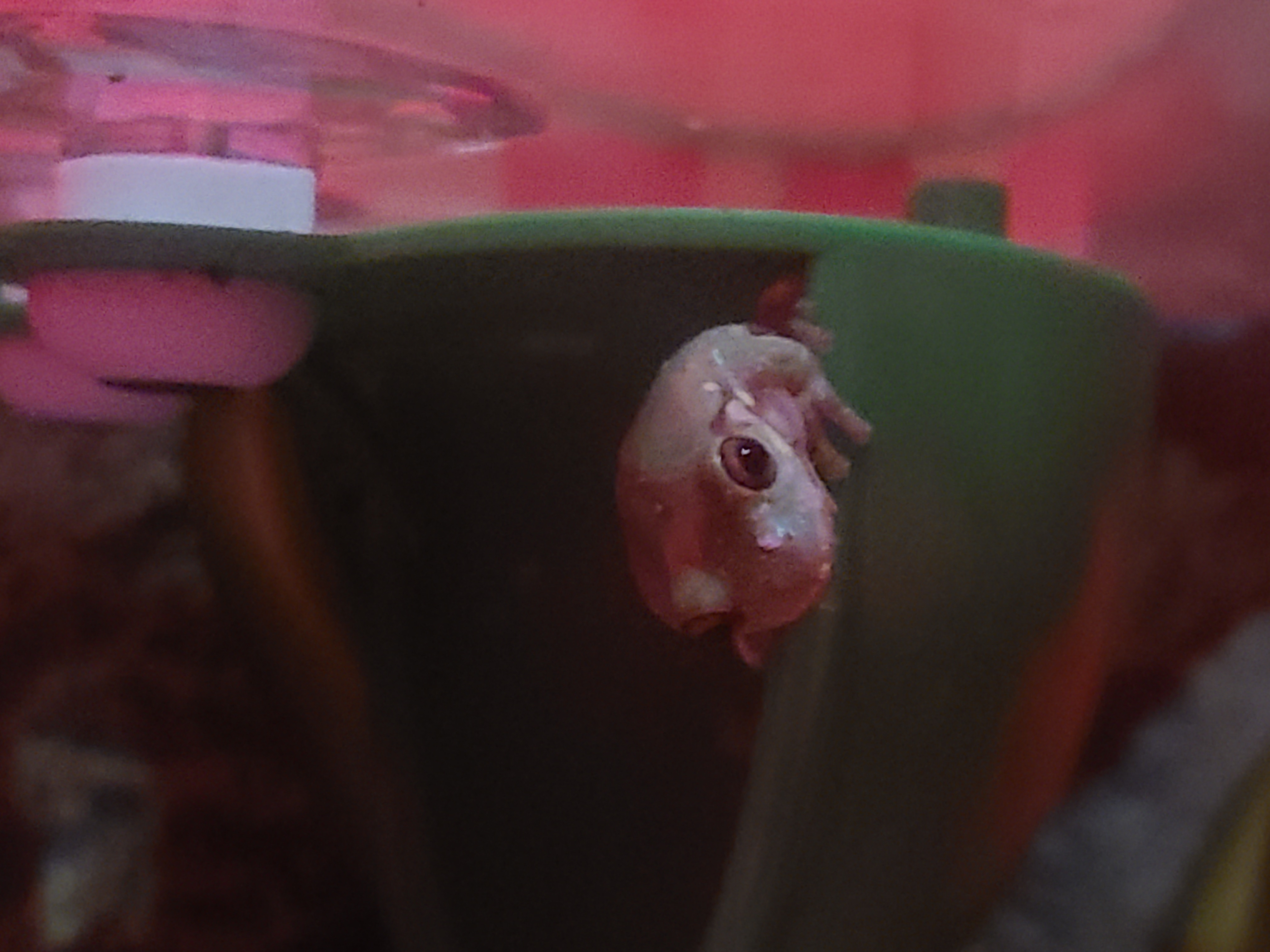 Frog Image
