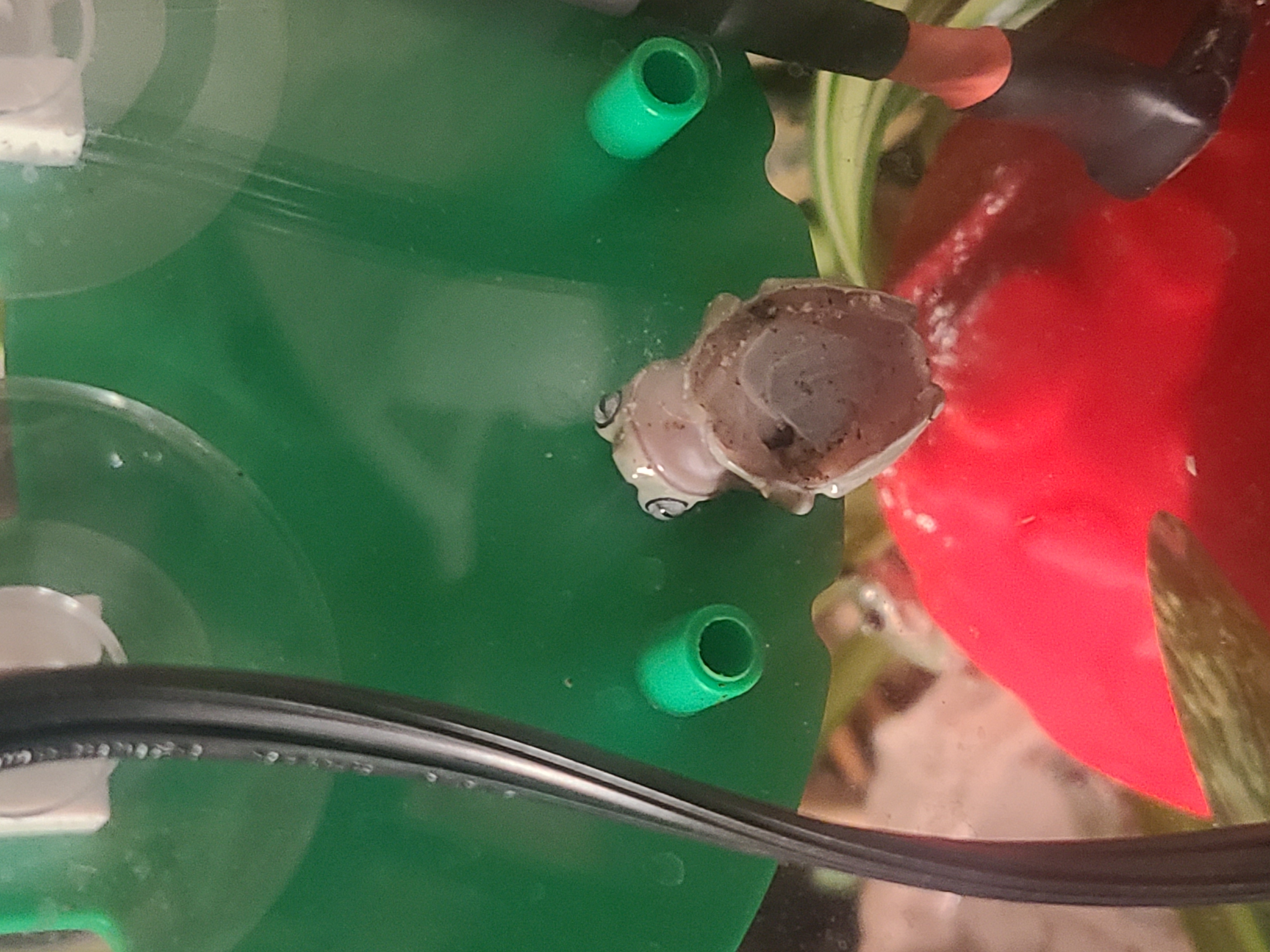 Frog Image