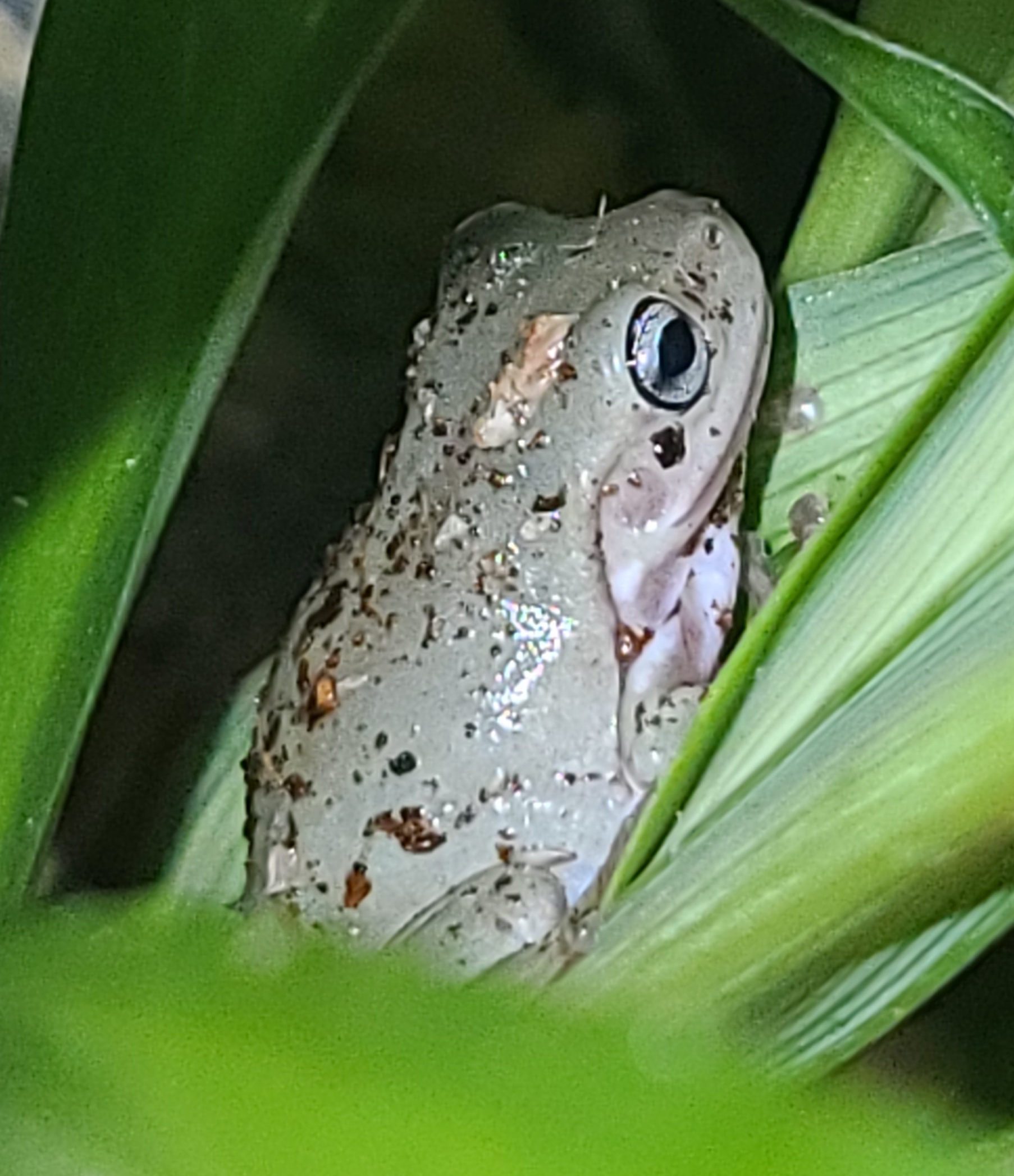 Frog Image