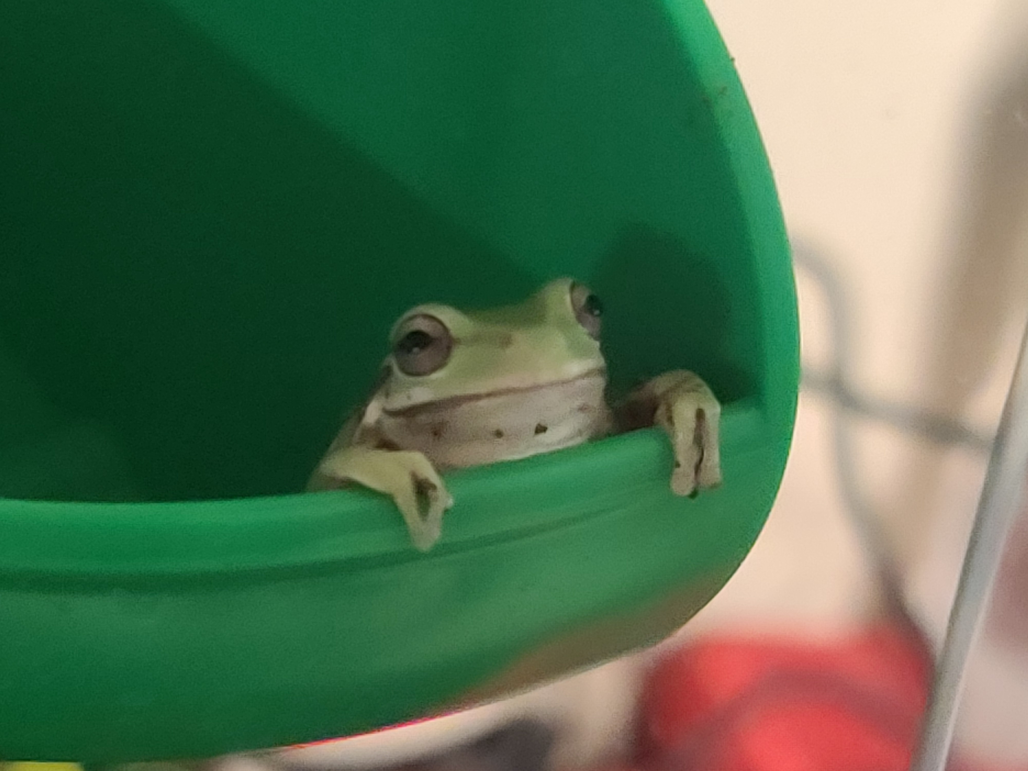 Frog Image