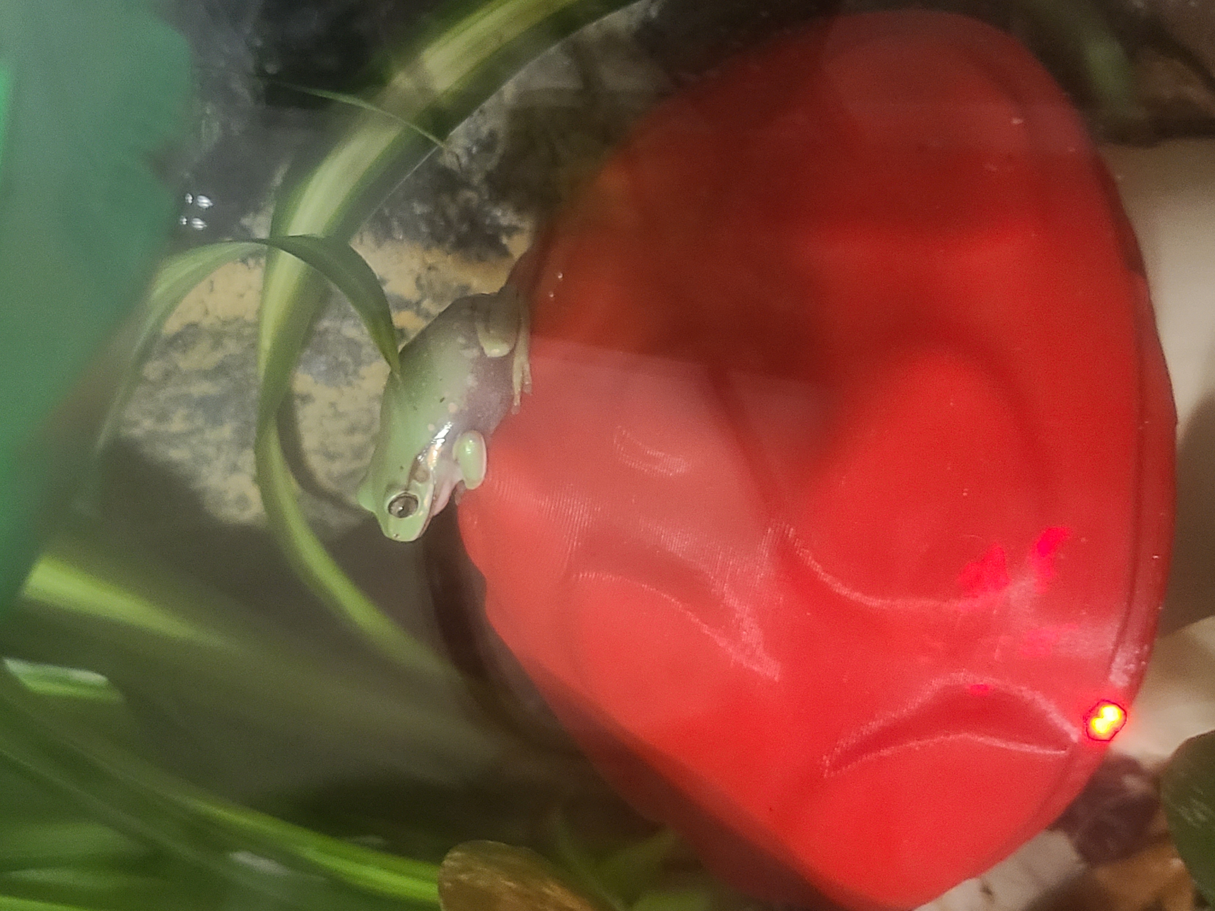 Frog Image