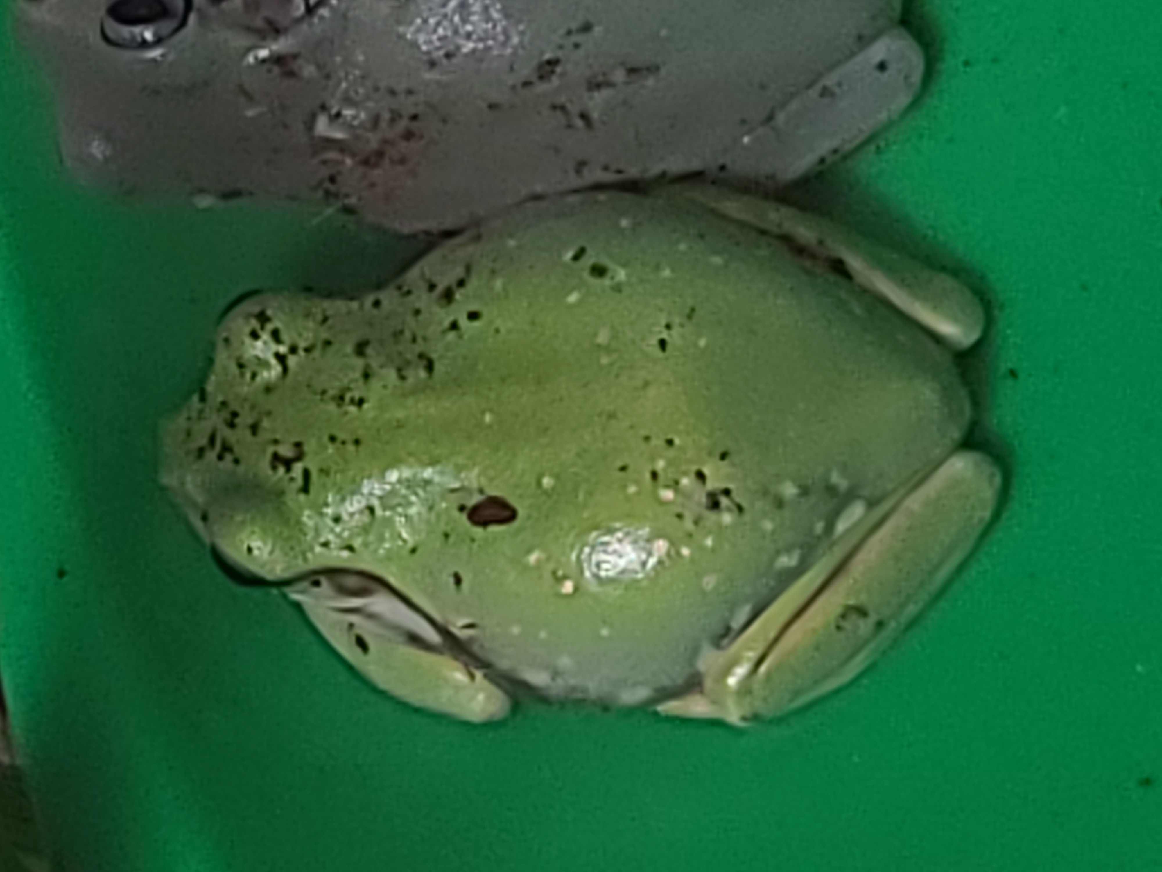 Frog Image
