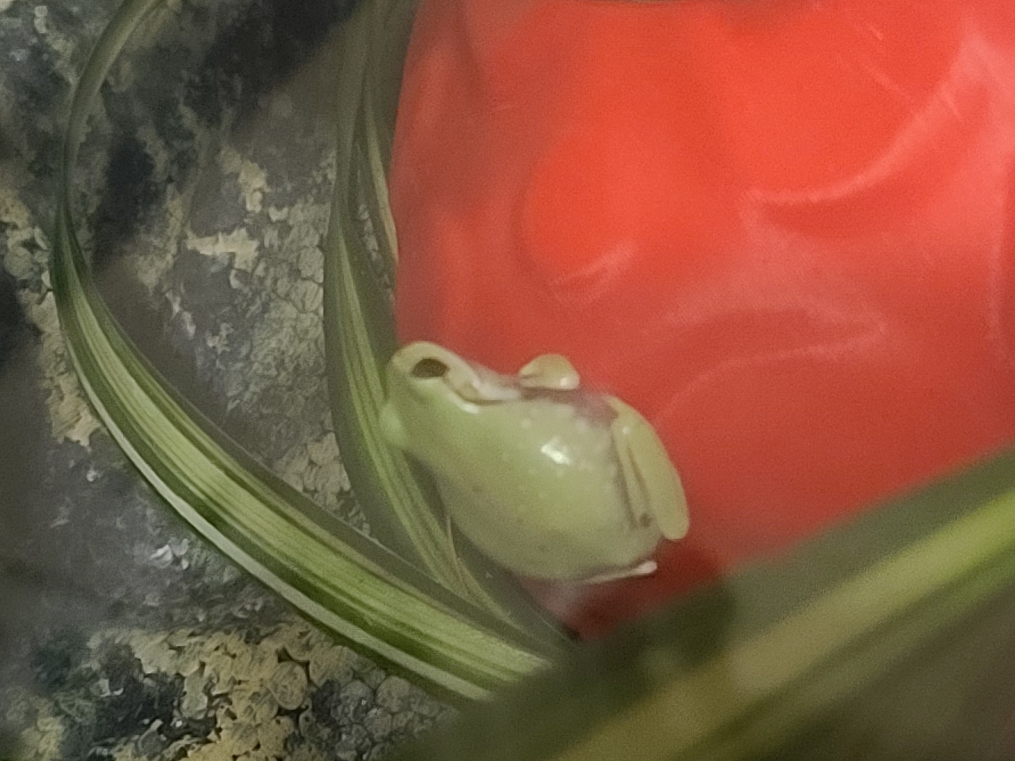 Frog Image