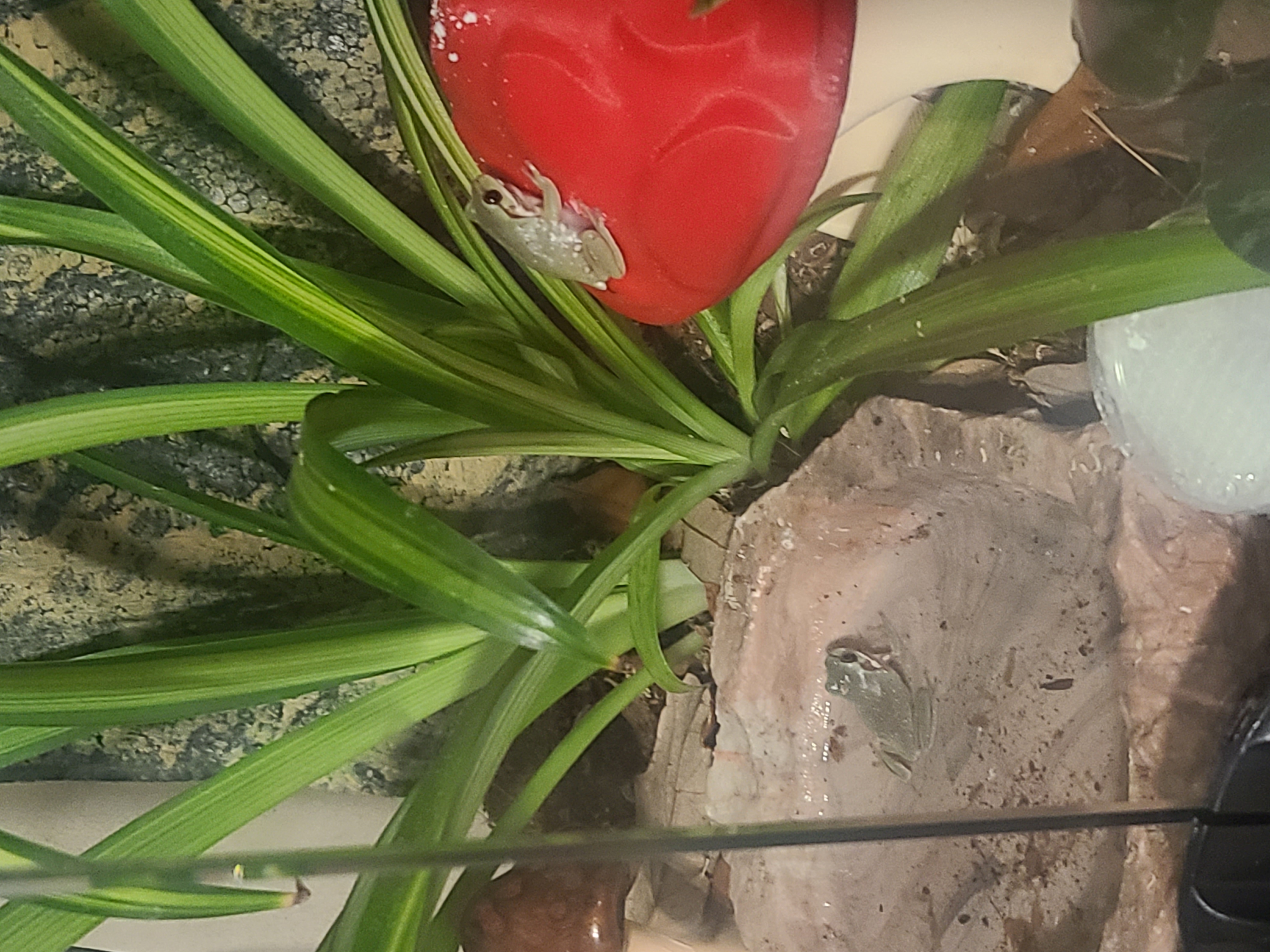 Frog Image
