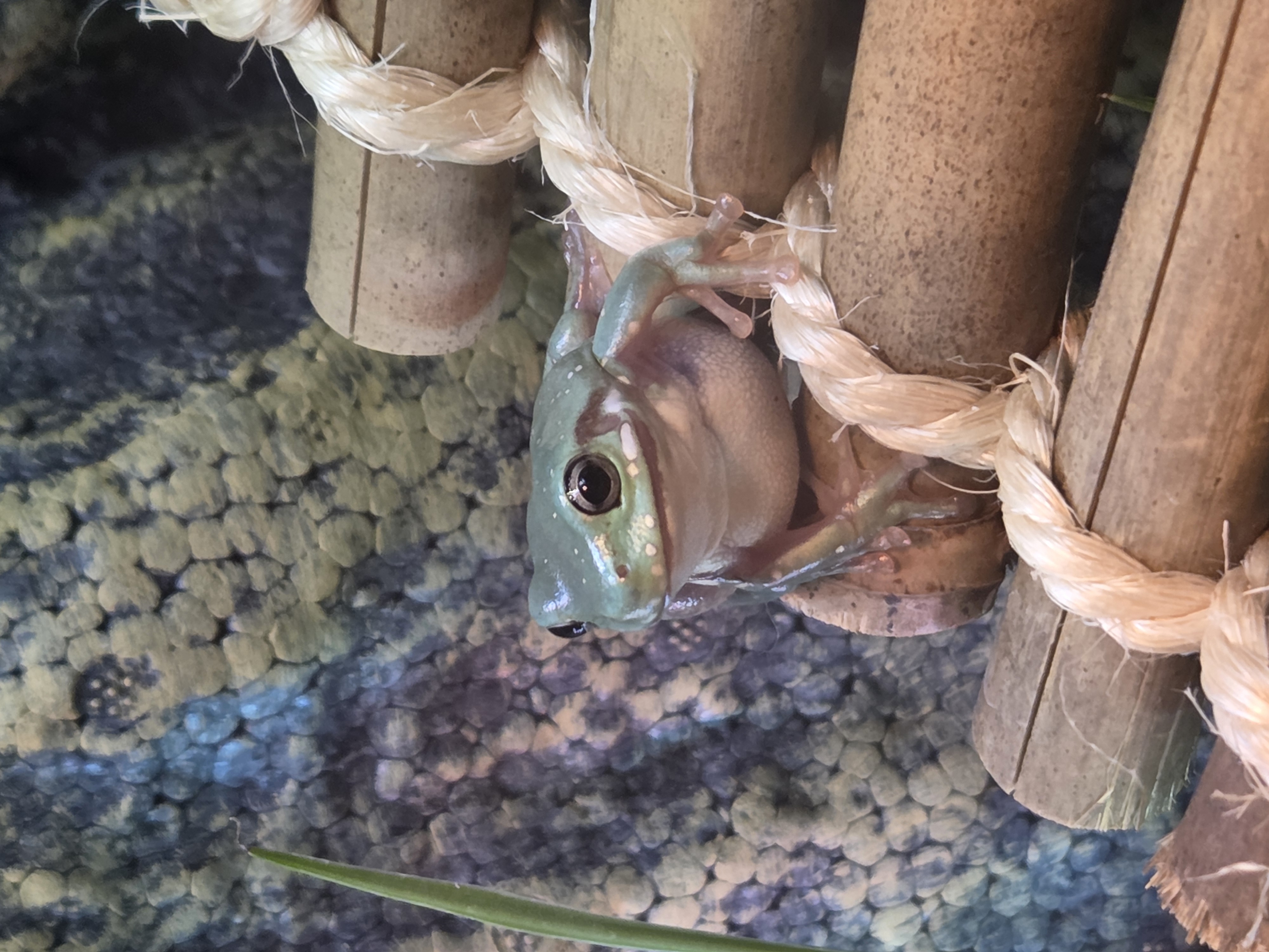 Frog Image