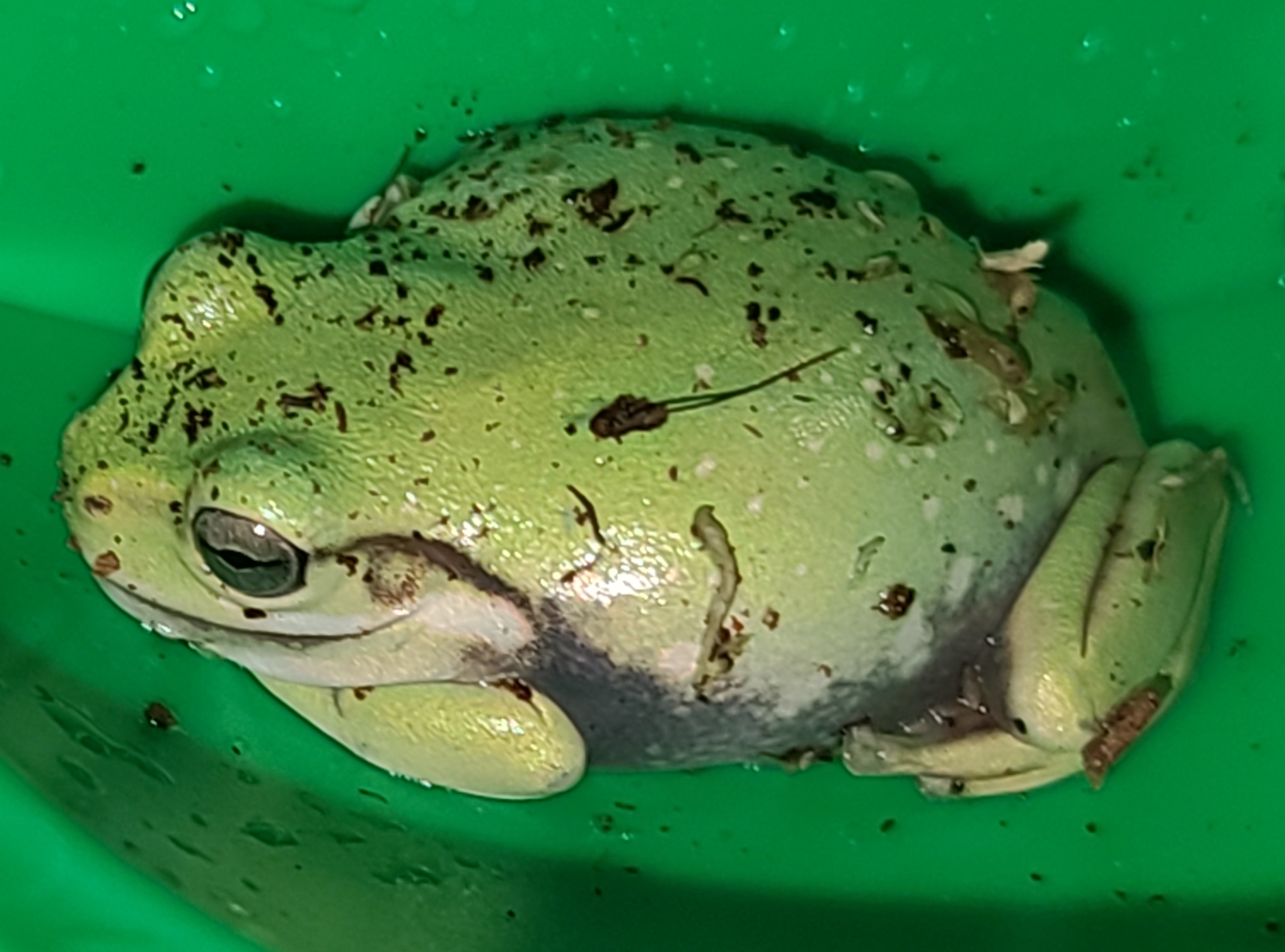 Frog Image