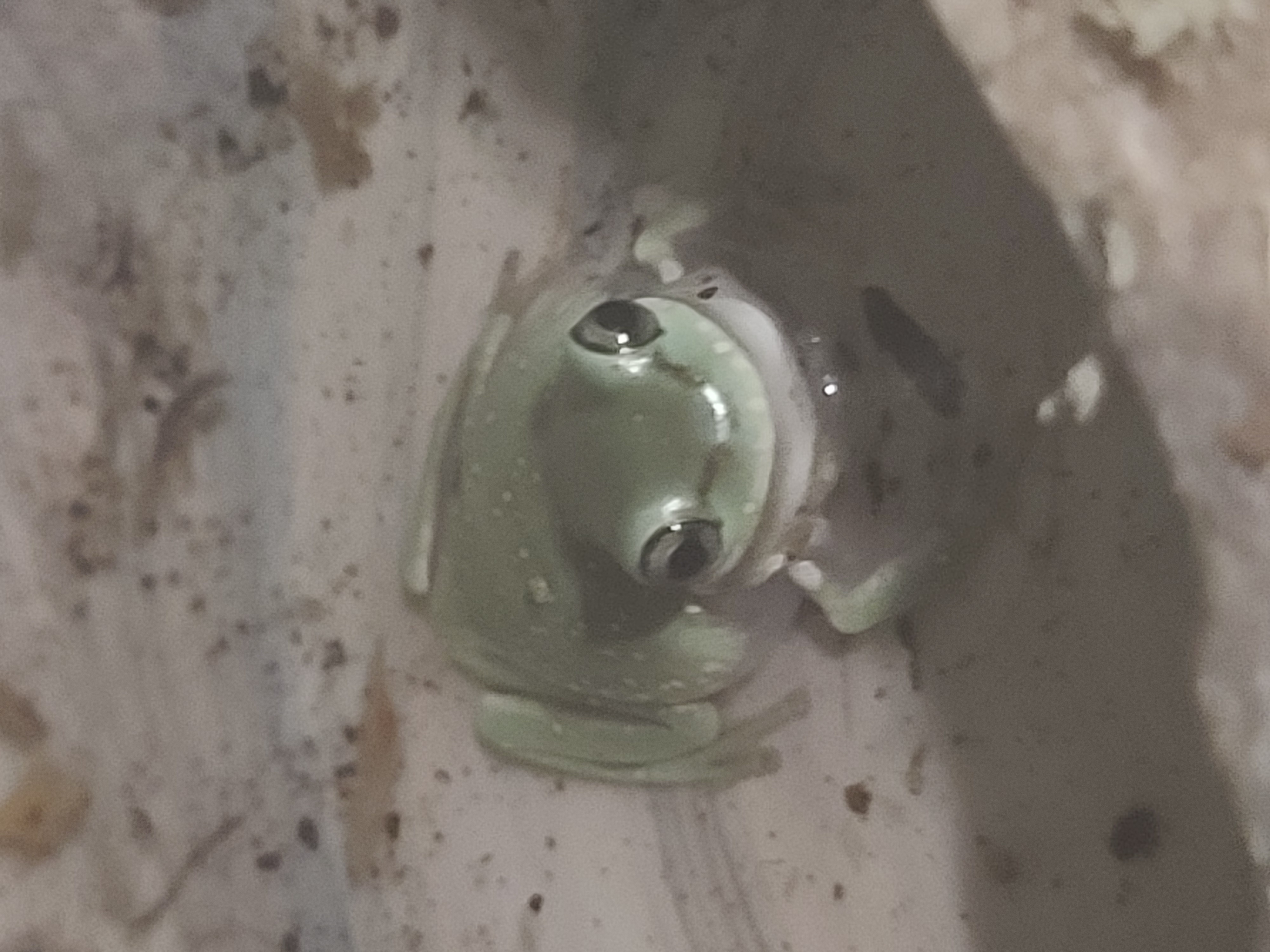 Frog Image