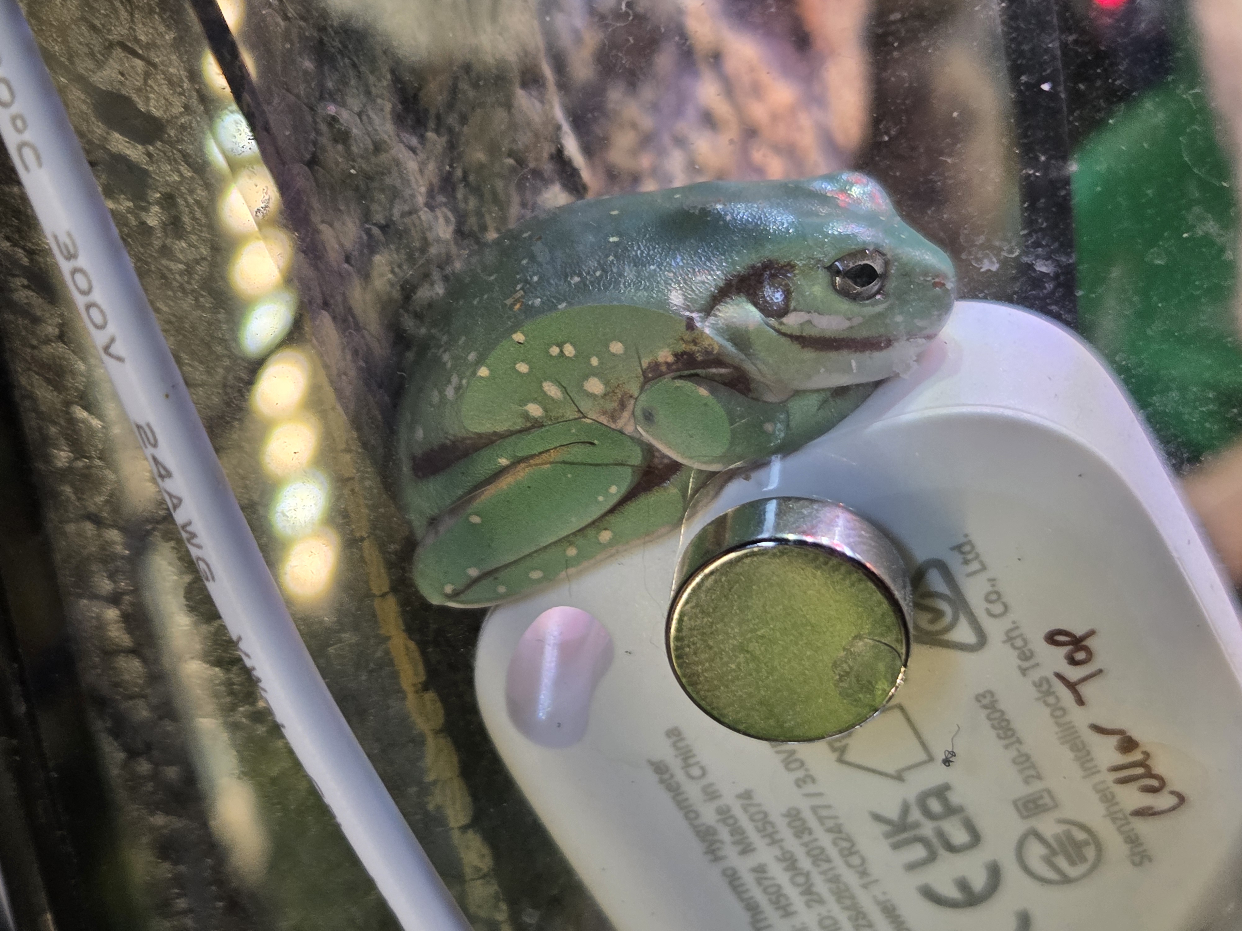 Frog Image