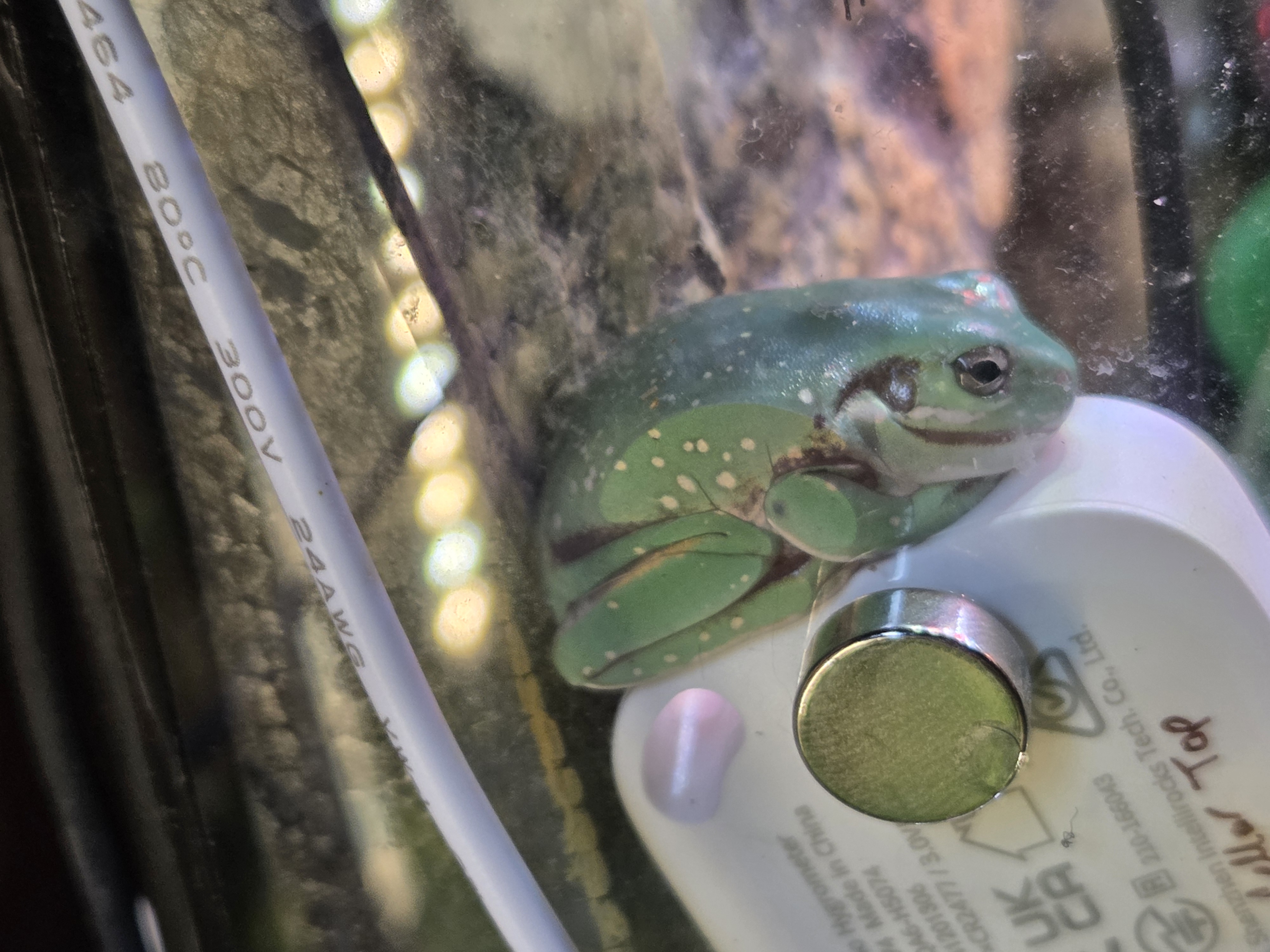 Frog Image